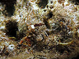 Bauan Batangas Crab
