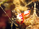 Bauan Batangas Nudibranch 15