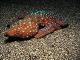 Bauan Batangas Octopus 1