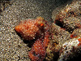 Bauan Batangas Octopus 10