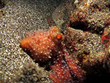 Bauan Batangas Octopus 11