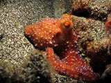 Bauan Batangas Octopus 12