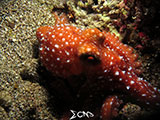 Bauan Batangas Octopus 13