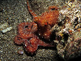 Bauan Batangas Octopus 14
