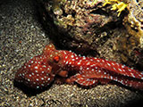 Bauan Batangas Octopus 15