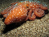 Bauan Batangas Octopus 2