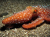 Bauan Batangas Octopus 3