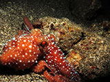 Bauan Batangas Octopus 5