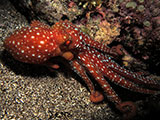 Bauan Batangas Octopus 6