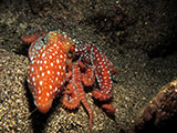 Bauan Batangas Octopus 7