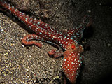 Bauan Batangas Octopus 8