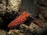 Bauan Batangas Octopus 9