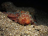 Bauan Batangas Octopus
