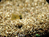 Bauan Batangas Pygmy Squid 1