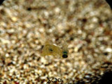 Bauan Batangas Pygmy Squid 2