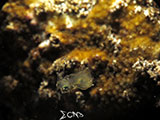 Bauan Batangas Pygmy Squid 3