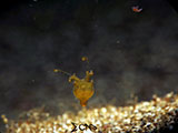 Bauan Batangas Pygmy Squid