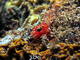 Bauan Batangas Shrimp 3