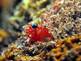 Bauan Batangas Shrimp 5