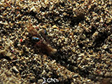 Bauan Batangas Shrimp 6