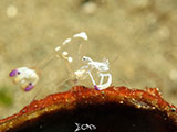 Anilao Cleaner Shrimp 1