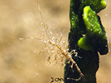 Anilao Skeleton Shrimp 2