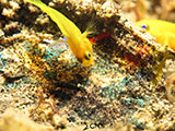 Anilao Yellow Clown Goby with Eggs 1