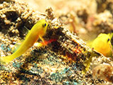 Anilao Yellow Clown Goby with Eggs 2