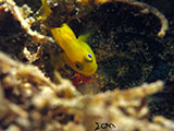 Anilao Yellow Clown Goby with Eggs
