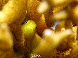 Anilao Yellow Coral Goby 1