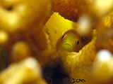 Anilao Yellow Coral Goby 2