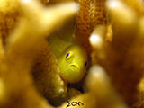 Anilao Yellow Coral Goby