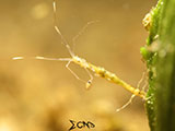 Anilao Skeleton Shrimp 6