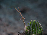 Anilao Skeleton Shrimp 7