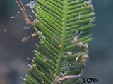 Anilao Skeleton Shrimp 8