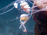 Anilao Cleaner Shrimp with Eggs 7