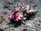 Anilao Flamboyant Cuttlefish 10