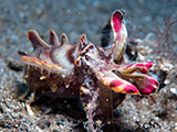 Anilao Flamboyant Cuttlefish 11
