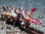 Anilao Flamboyant Cuttlefish 12