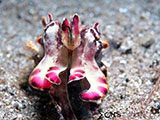 Anilao Flamboyant Cuttlefish 13