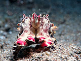 Anilao Flamboyant Cuttlefish 14