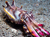 Anilao Flamboyant Cuttlefish 15
