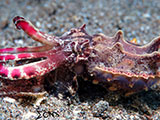 Anilao Flamboyant Cuttlefish 16