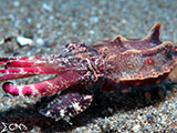 Anilao Flamboyant Cuttlefish 4