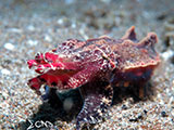 Anilao Flamboyant Cuttlefish 5