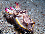 Anilao Flamboyant Cuttlefish 6