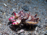 Anilao Flamboyant Cuttlefish 7