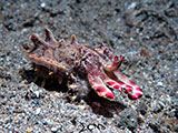 Anilao Flamboyant Cuttlefish 8