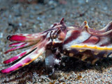 Anilao Flamboyant Cuttlefish 9