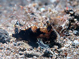 Anilao Juvenile Wasp Fish